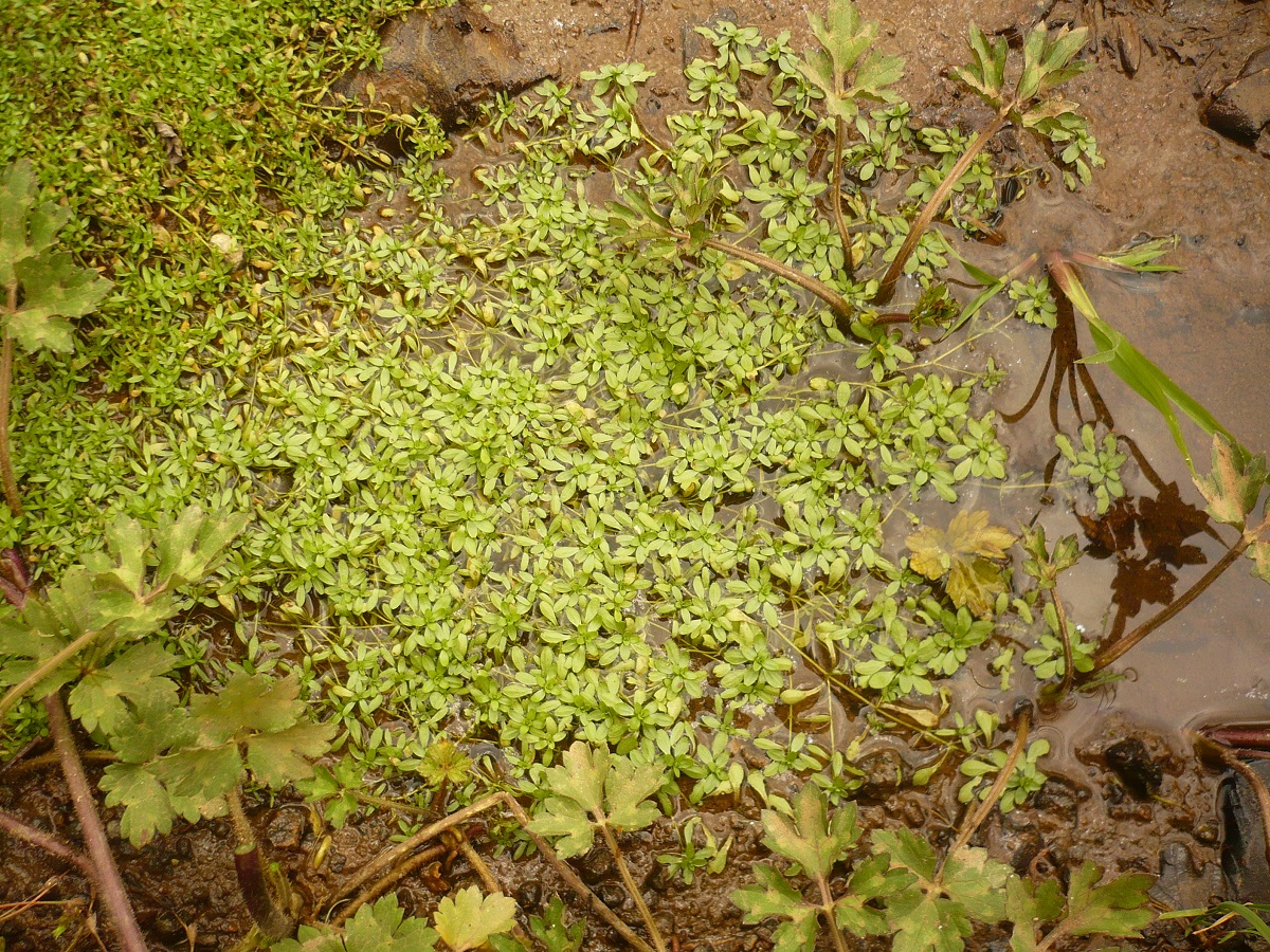 Callitriche hamulata (Plantaginaceae)